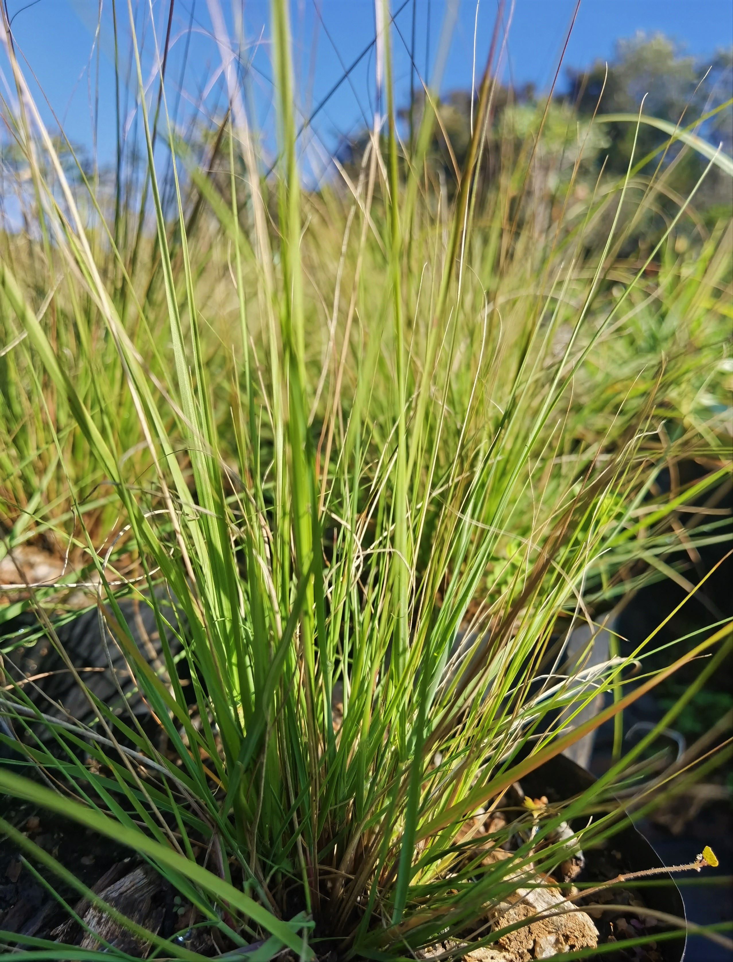 Eragrostis on sale